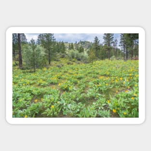 Arrowleaf Balsamroot Springtime Wildflowers in Okanagan Valley Sticker